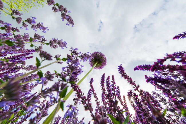 Tuin- en buitenfotografie